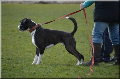 Boxer Land of Freedom's Double Trouble klaar voor de pakwerker