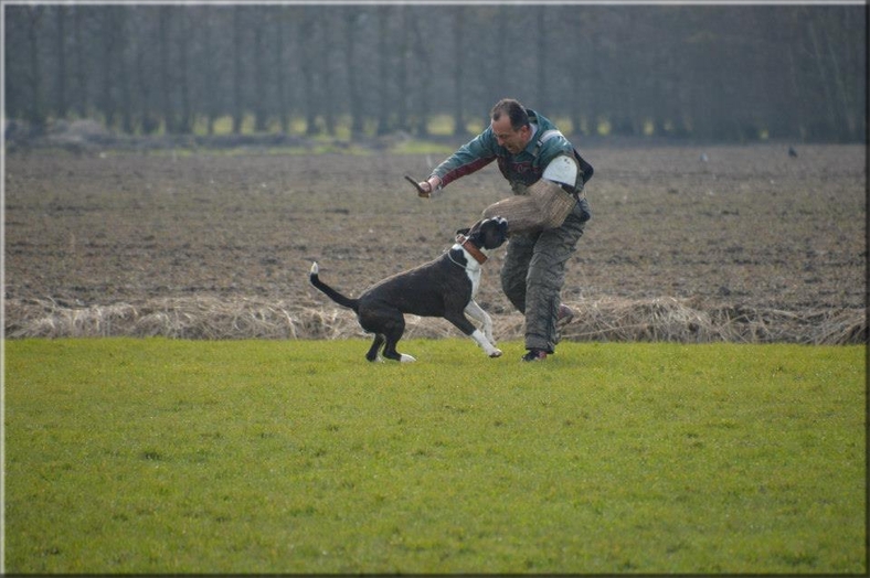 Boxer Land of Freedom's Double Trouble (Henry Beuks): Mooie reu tijdens manwerk in Wognum die al meerdere malen geplaatst "Uitmuntend" heeft behaald