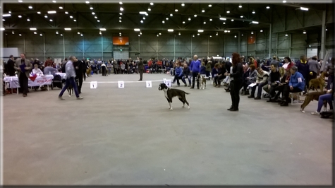 Boxer Land of Freedom's Double Trouble Uitmuntend 2 Gebruikshondenklasse Dogachtigen