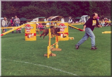 Als enige gekwalificeerde Boxer: Donald van de Heemraden Hof met Henry Beuks op het "NK Agility alle rassen" in 1994 in Soest 