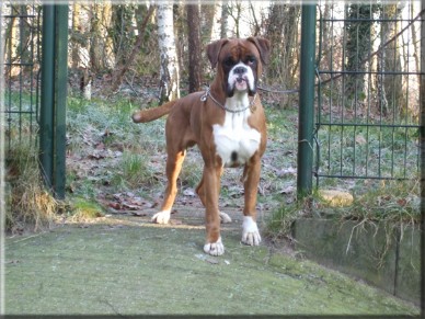 Dominant (kortweg Do), onze liefste en meest sociale huisboxer ooit, veel te jong gestorven