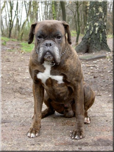 Otto van Miranchel, 's-wereld breedst opgeleide boxer ooit met een waslijst aan titels.