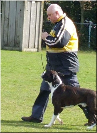Boxer Land of Freedom's Double Trouble tijdens het VZH/BH examen